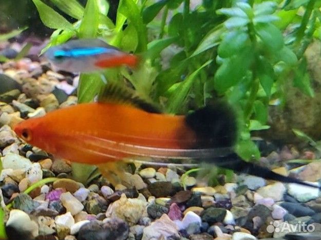 Самец меченосец