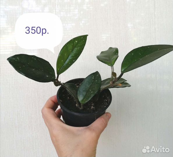 Цветы комнатные. Хойя