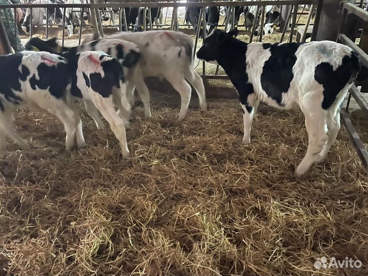 Бычки на откорм