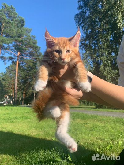 Котята мейн-кун