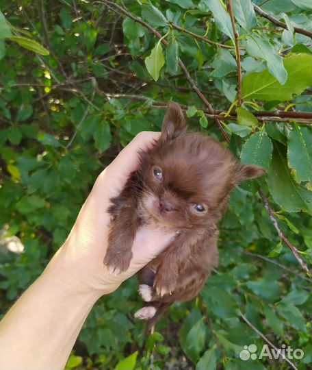 Чихуахуа мини девочка