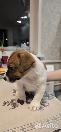 Щенок джек рассел