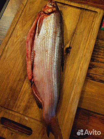 Строганина Щёкур