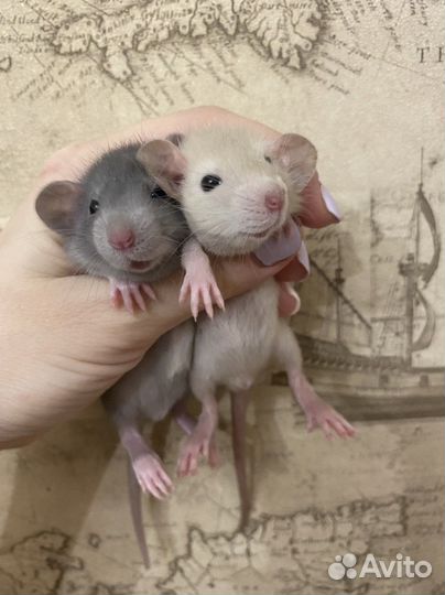 Ручные Крысята дамбо.Домашний питомник
