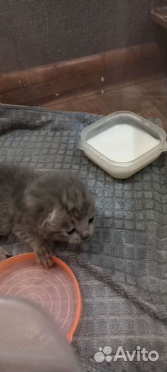 Котёнок