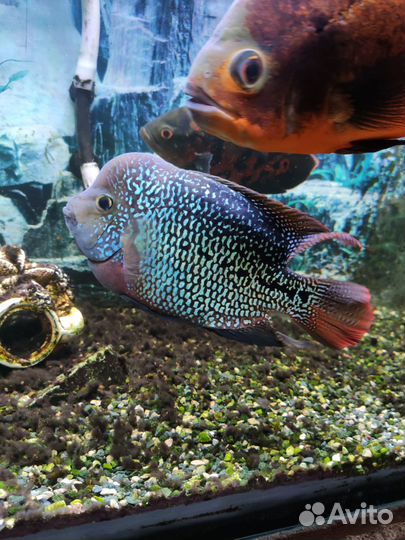 Фловер хорн самка