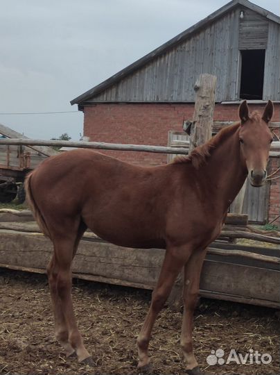 Лошадь кобыла