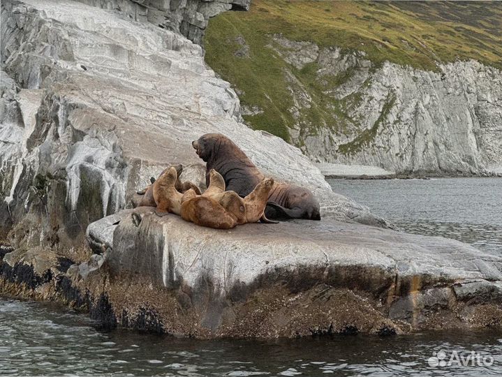 Камчатка летом турпутевка экспедиции до 9 дн