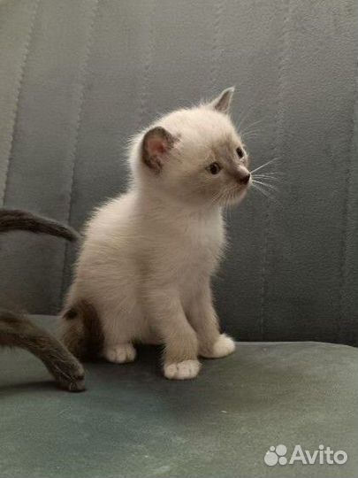 Котенок мальчик
