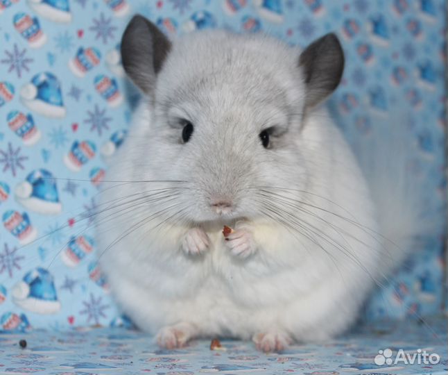 Шиншилла ангора(девочка)