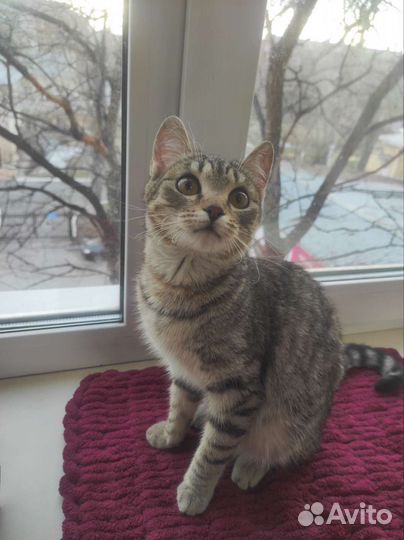 Кошка бесплатно