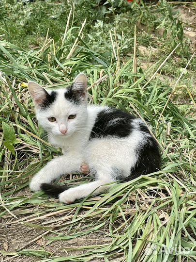 Котята в добрые руки даром