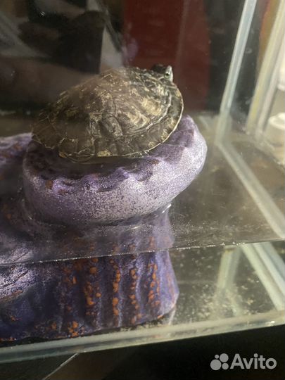 Продаю черепашку с аквариумом