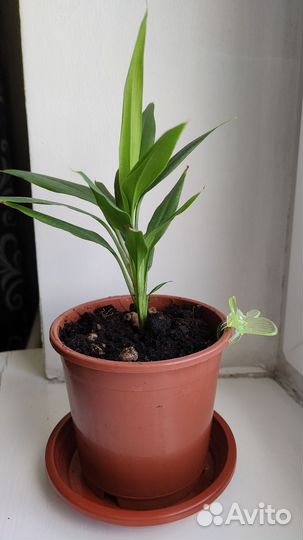 Пальма драцена