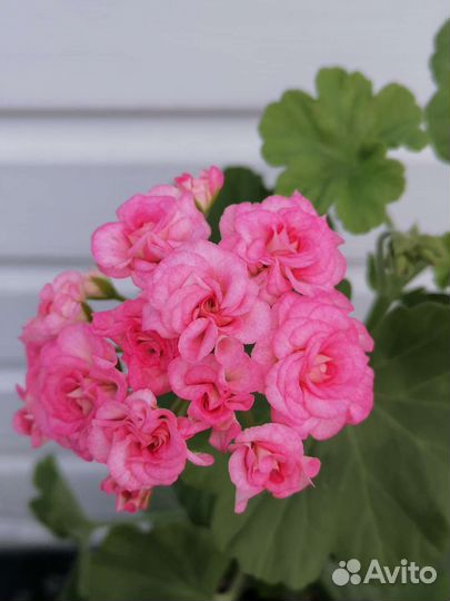 Пеларгония antique rose