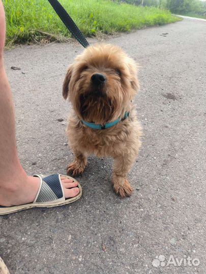 Йоркширский терьер