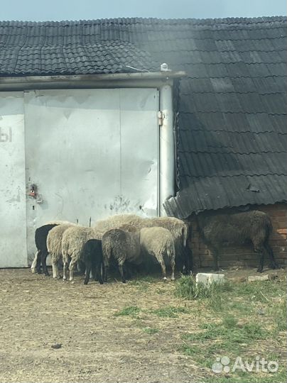Овцы бараны