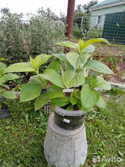 Гортензия голубая саженцы