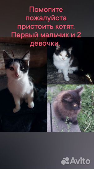 Кошка в дар бесплатно