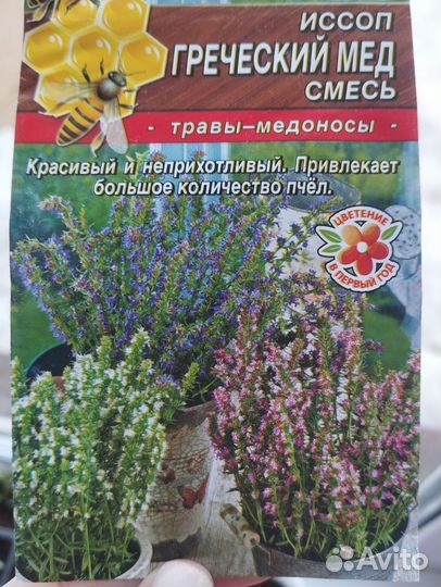 Рассада многолетников Иссоп Наперстянка Вероника