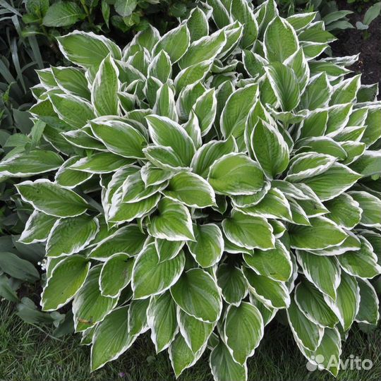 Саженцы хосты, медуница