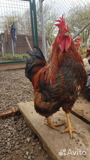 Петухи домашние