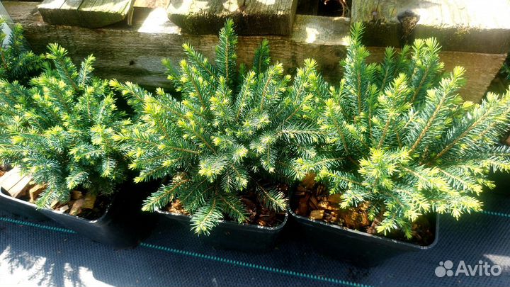 Ель нидиформис