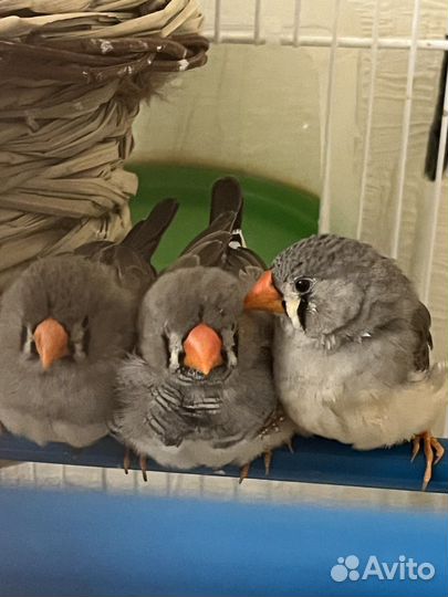 Зебровые амадины