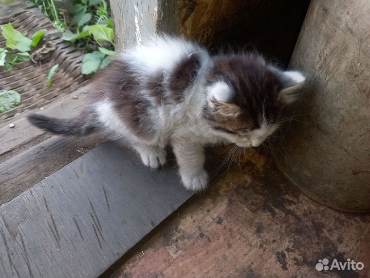 Котята в добрые руки два мальчика