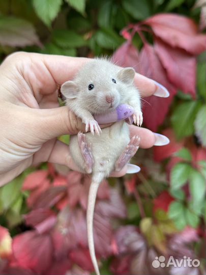 Крысята. Крысенок Дамбо. Крыса дамбо