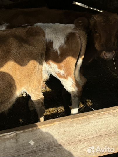 Бычки от 5 до 7 месяцев