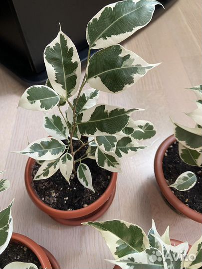 Фикус бенджамина