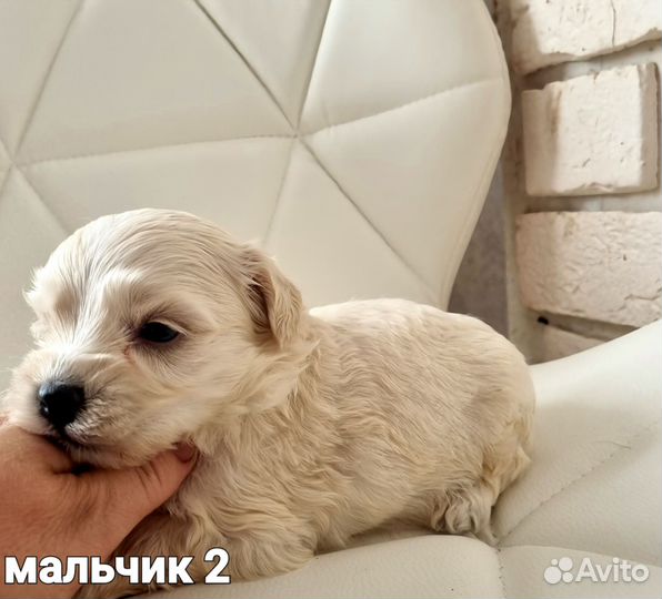 Мальтипу щенки