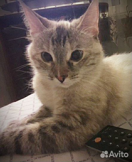 Тайская кошечка