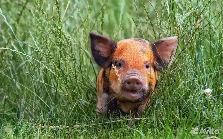 Работа вахтой с питанием разнорабочие