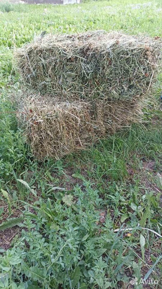 Сено в тюках разнотравье