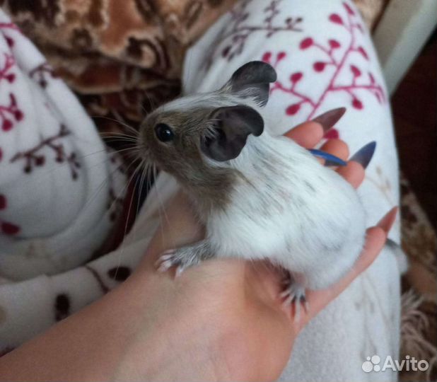 Чилийская белка (дегу)