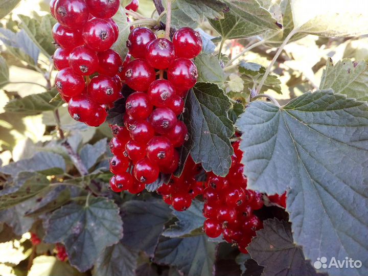 Красная смородина ягоды