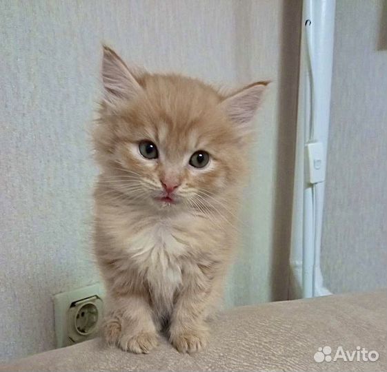 Кошка в дар бесплатно