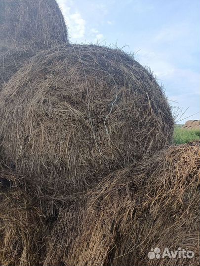 Продам сено в рулонах