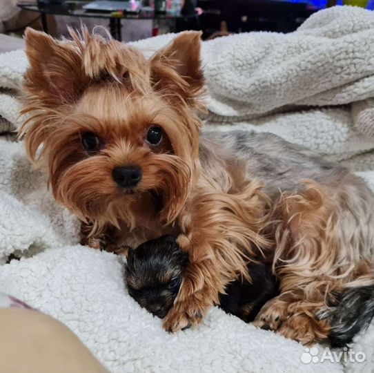 Йоркширский терьер