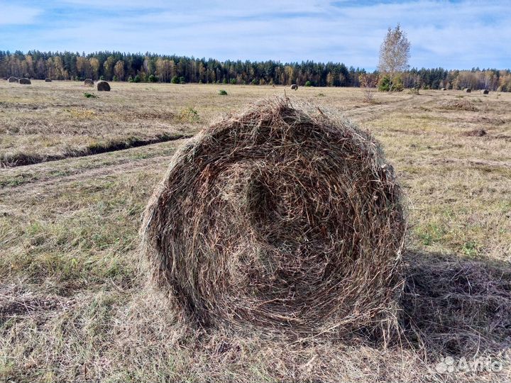 Сено в рулонах возможна доставка