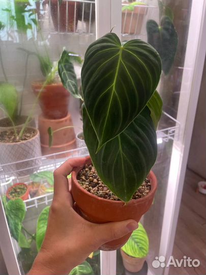 Филодендрон сплендид