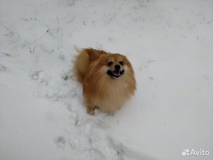 Шпиц вязка