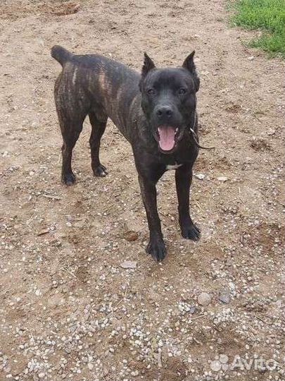 Собаки щенки