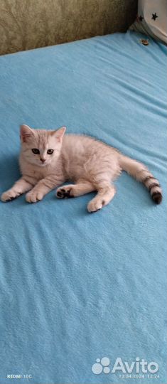 Котята шотландские