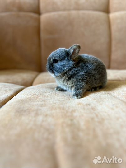 Декоративный кролик, минор, клетка в подарок