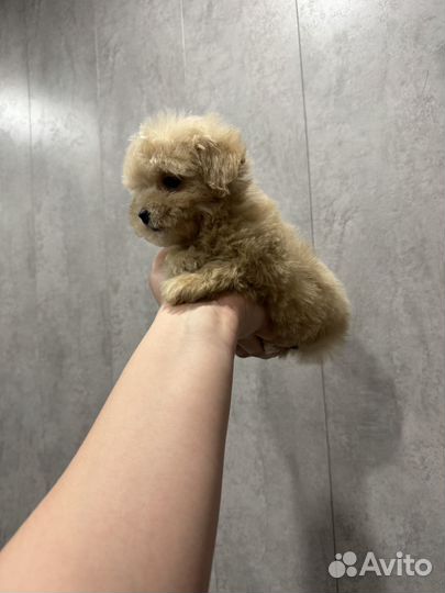 Мальтипу f1 mini