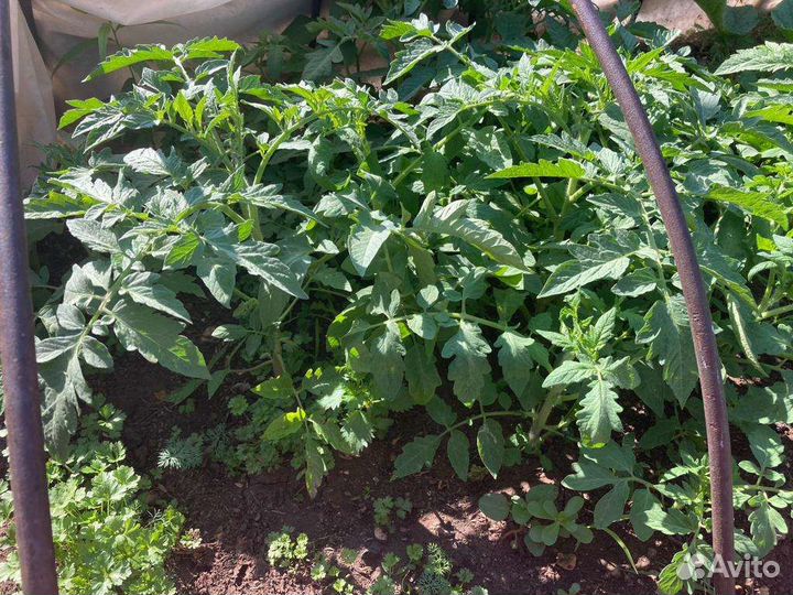 Рассада помидоров томатов