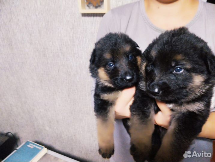 Немецкая овчарка